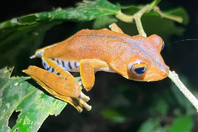 Centro de Conservación de Anfibios