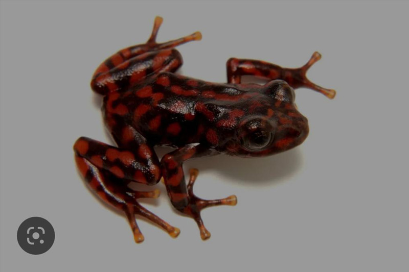 Centro de Conservación de Anfibios