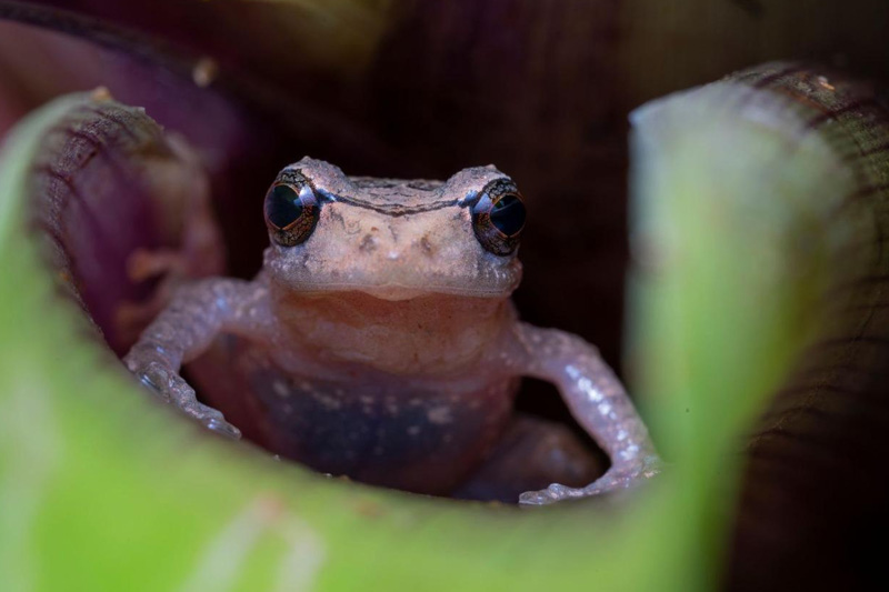 Centro de Conservación de Anfibios