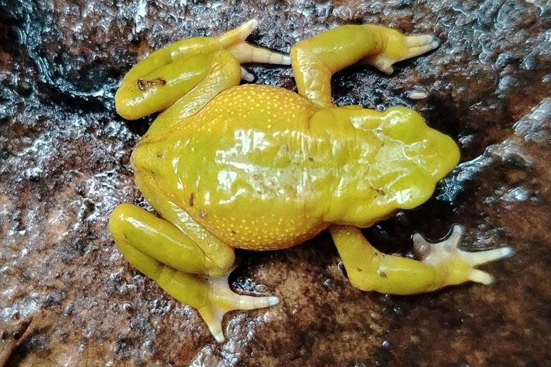 Centro de Conservación de Anfibios