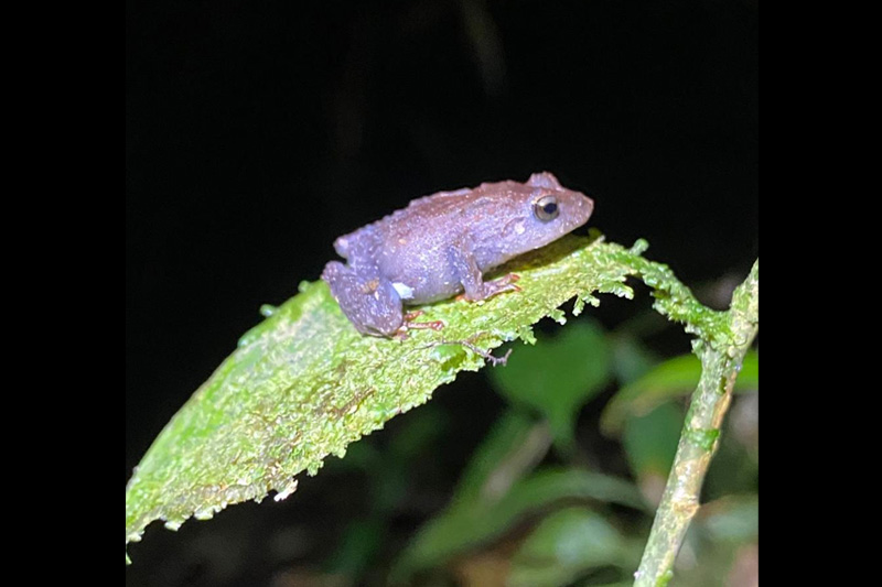 Estrategias de conservación de anfibios en el Corredor Sangay Podocarpus