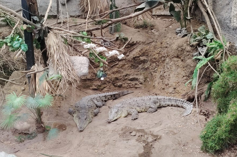 Centro de conservación de reptiles