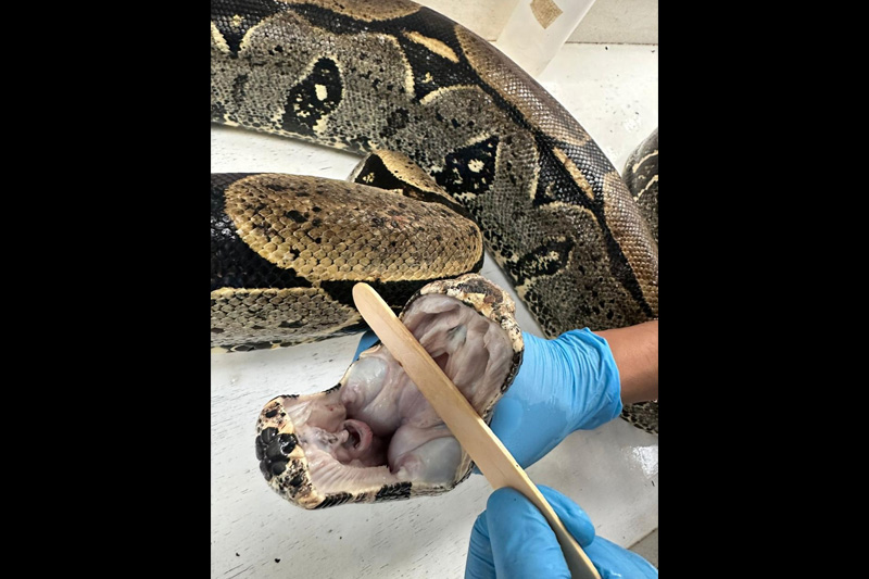 Centro de conservación de reptiles