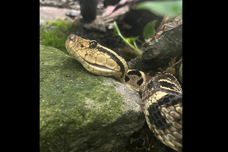 Centro de conservación de reptiles