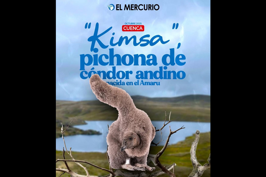 Programa de manejo y crianza de cóndores andinos bajo cuidado profesional