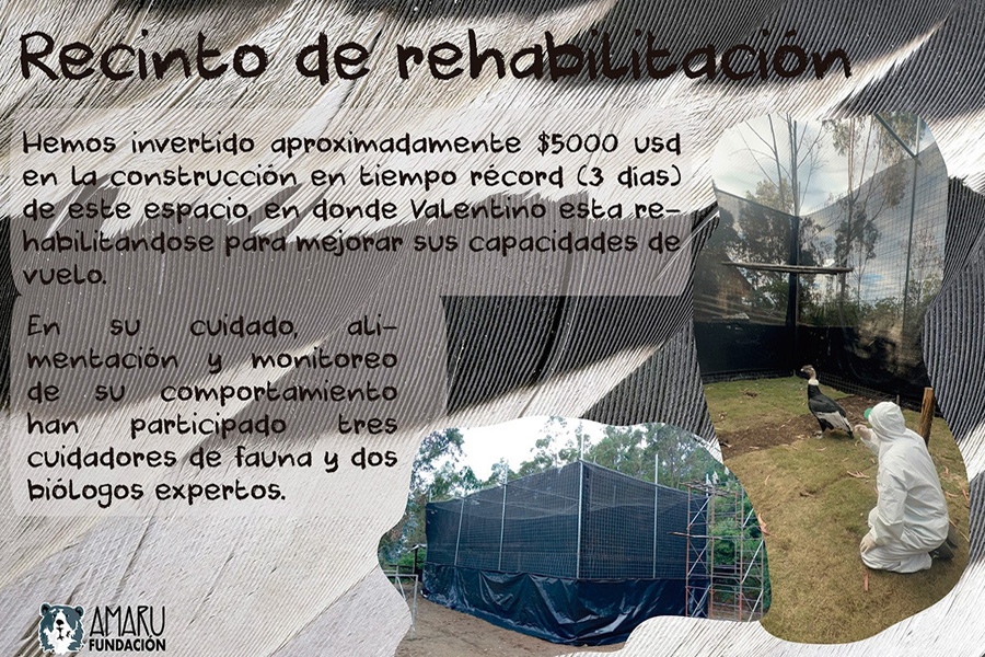Rescate y rehabilitación de cóndores vulnerados