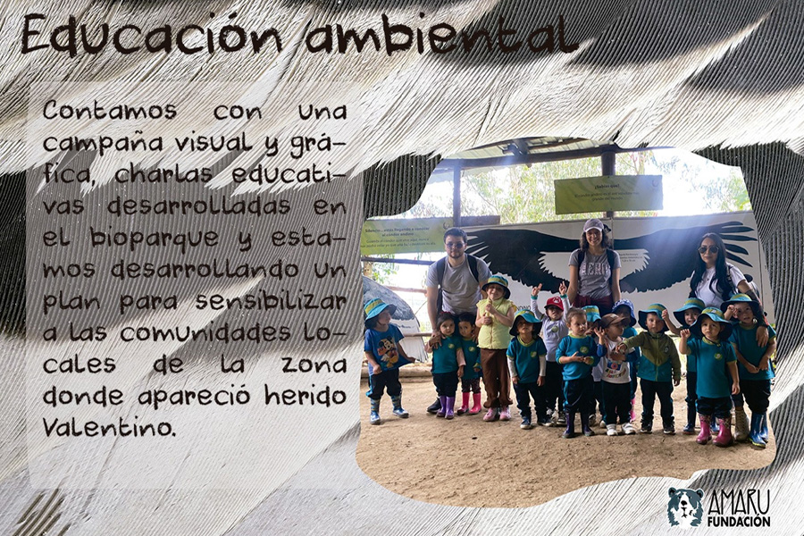Rescate y rehabilitación de cóndores vulnerados