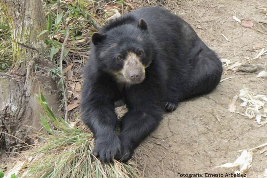 Oso Andino Proyectos de Conservación