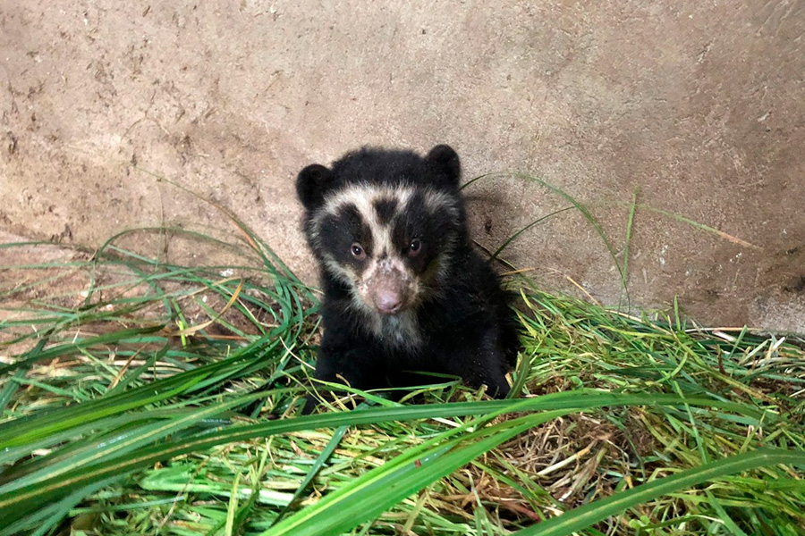 Oso Andino Proyectos de Conservación