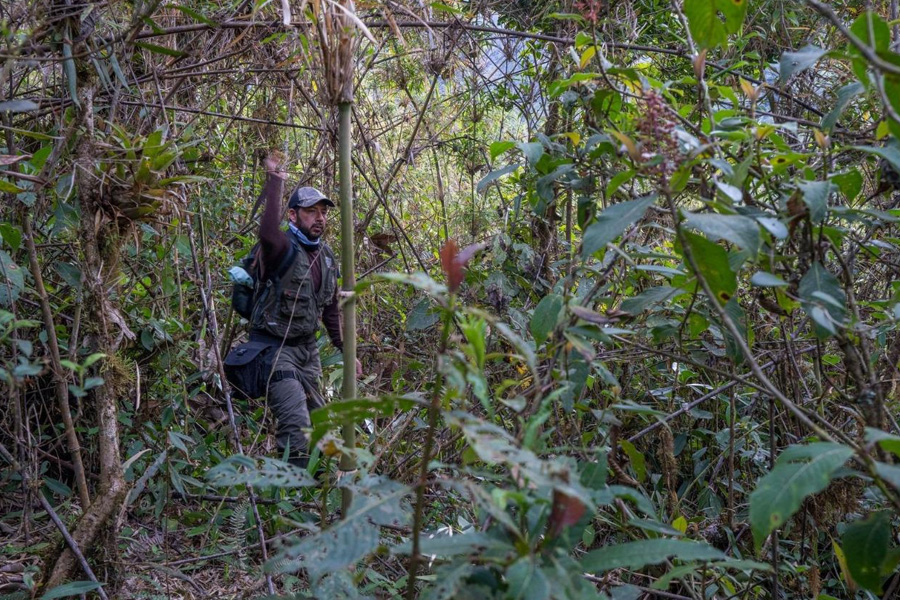 Oso Andino Proyectos de Conservación
