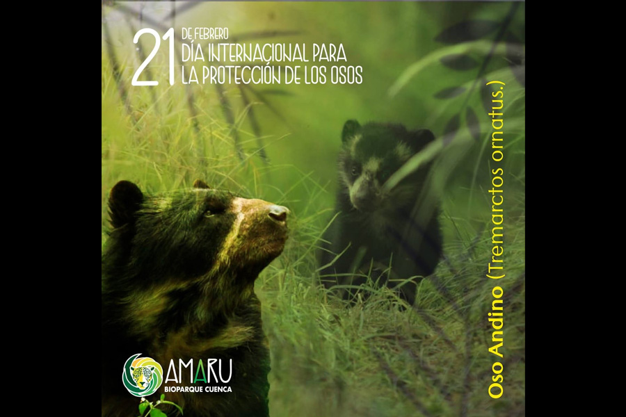 Oso Andino Proyectos de Conservación