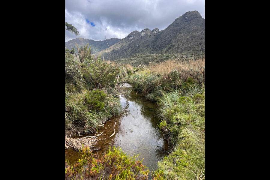 Oso Andino Proyectos de Conservación