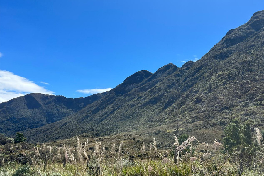 Oso Andino Proyectos de Conservación