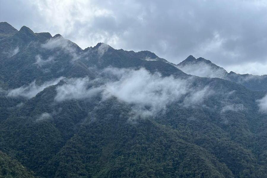 Oso Andino Proyectos de Conservación