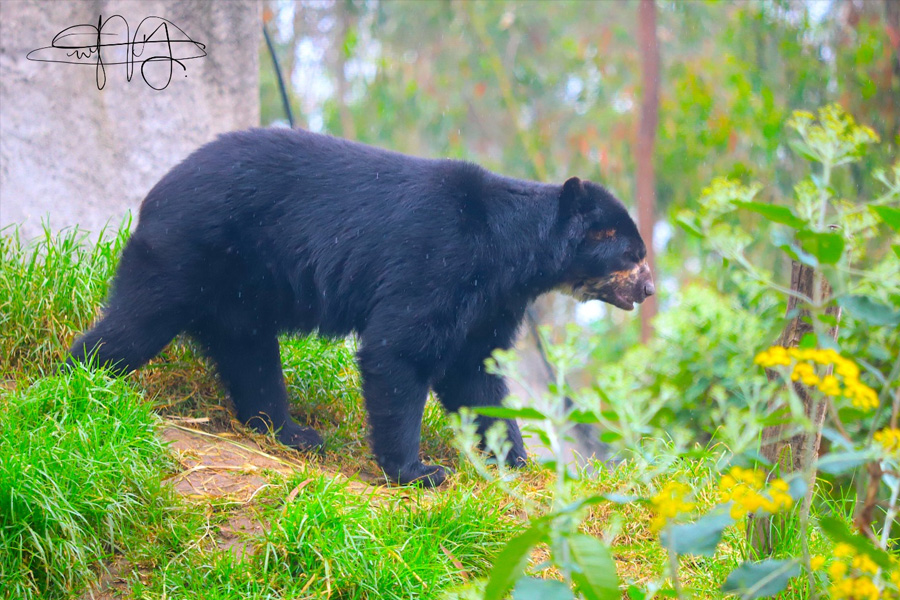 Oso Andino Proyectos de Conservación