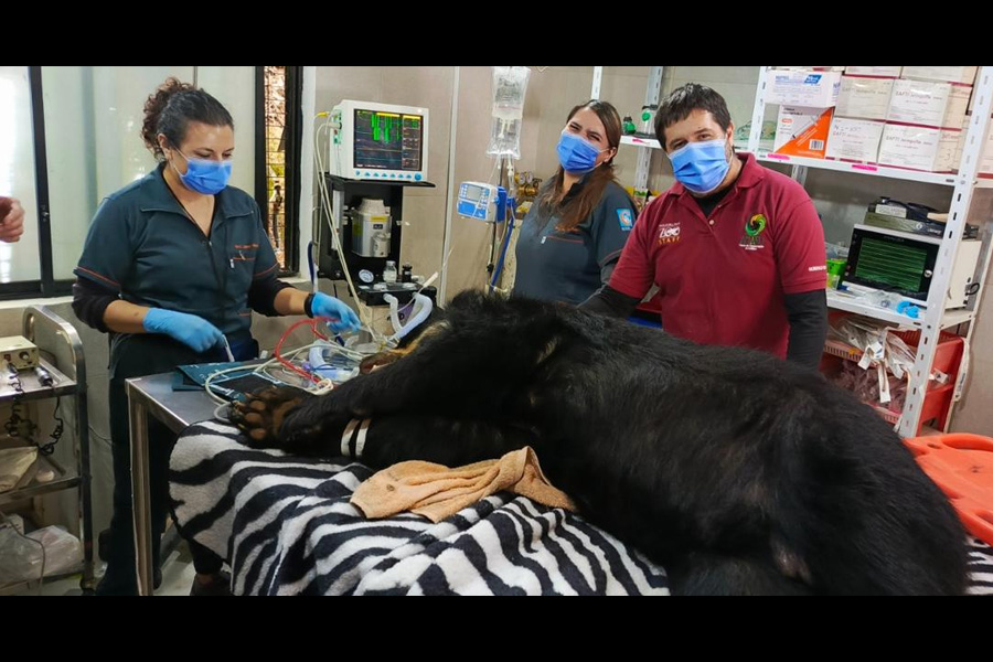 Oso Andino Proyectos de Conservación