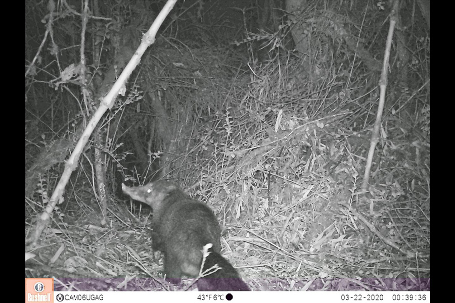 Oso Andino Proyectos de Conservación