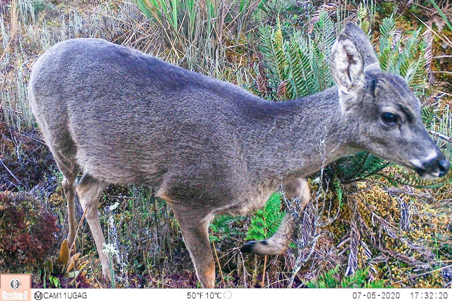 Oso Andino Proyectos de Conservación
