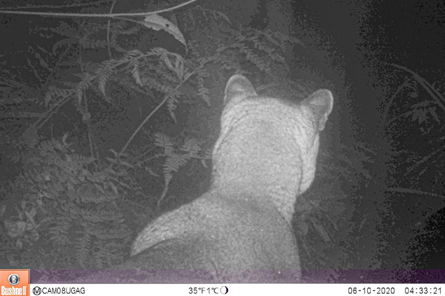 Oso Andino Proyectos de Conservación