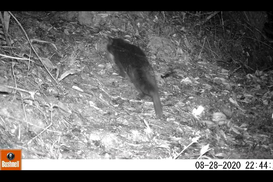 Oso Andino Proyectos de Conservación