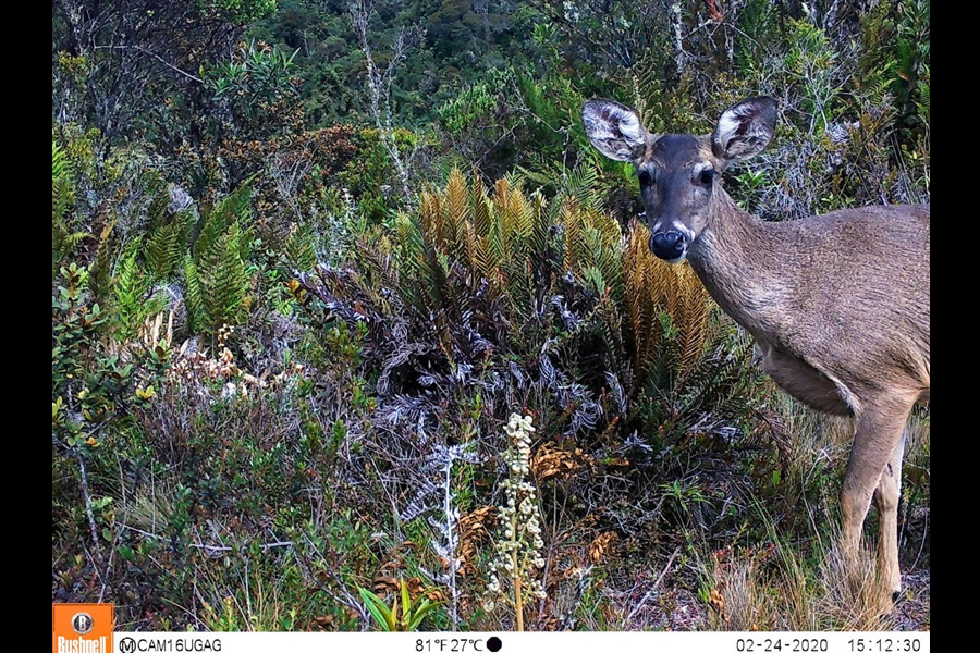Oso Andino Proyectos de Conservación