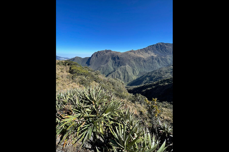 Oso Andino Proyectos de Conservación