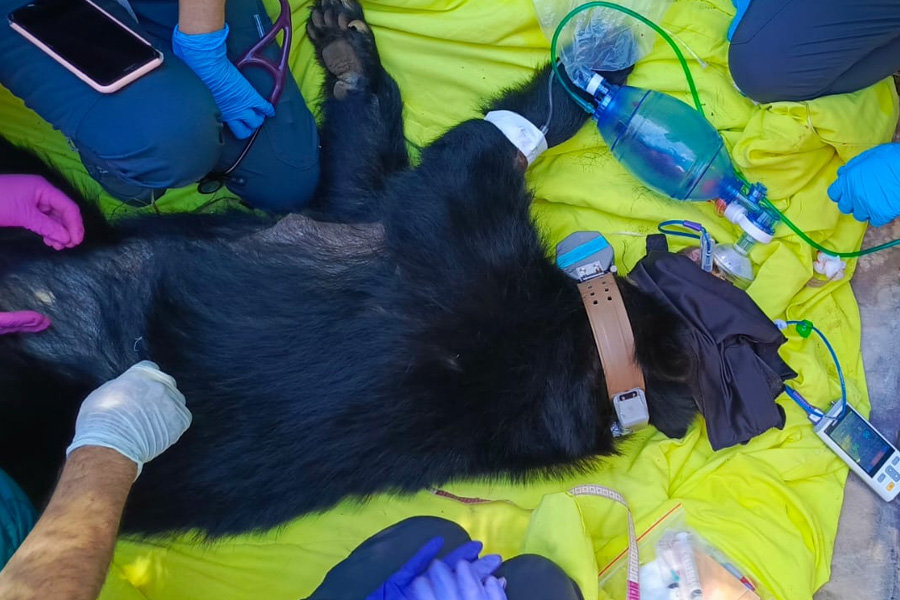 Oso Andino Proyectos de Conservación
