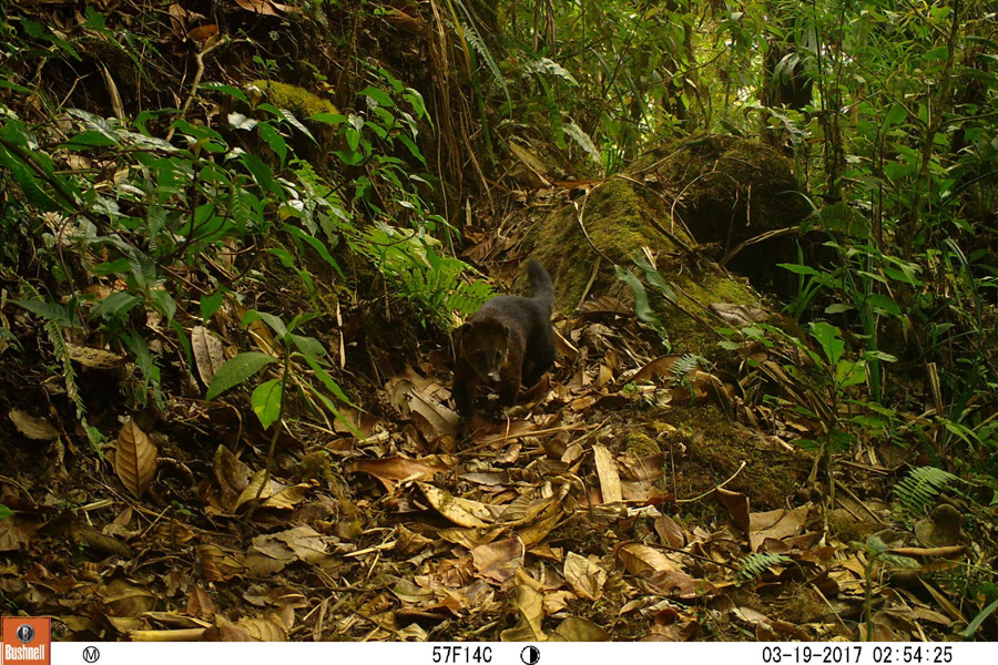 Oso Andino Proyectos de Conservación