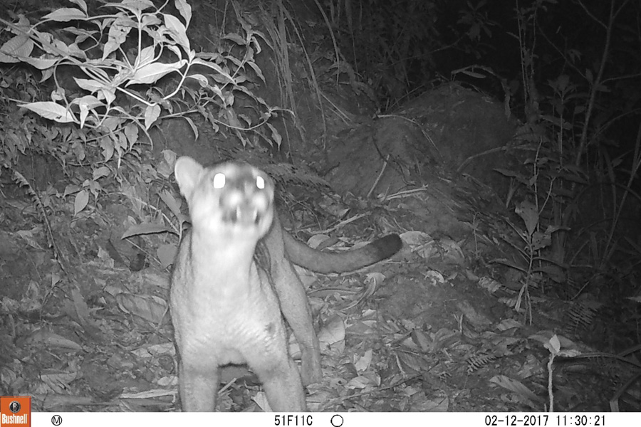 Oso Andino Proyectos de Conservación