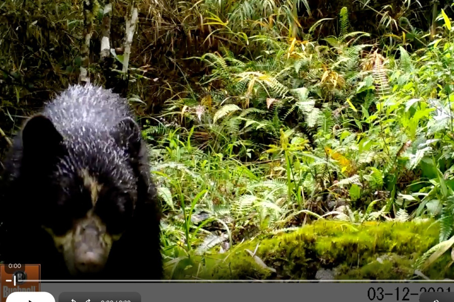 Oso Andino Proyectos de Conservación