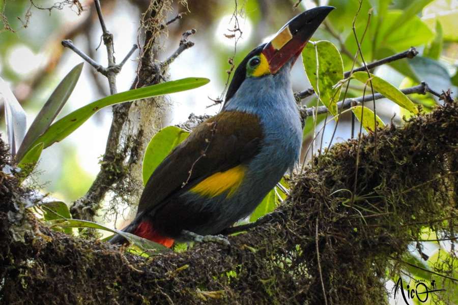 Reserva Natural KBA Quitahuayco