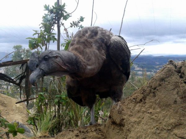 Cóndor se recupera en zoológico Amaru