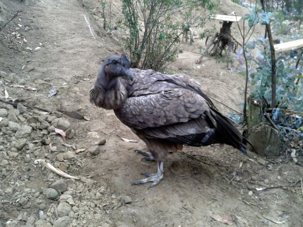 Zoológico Amaru recibió a Condor Guambi