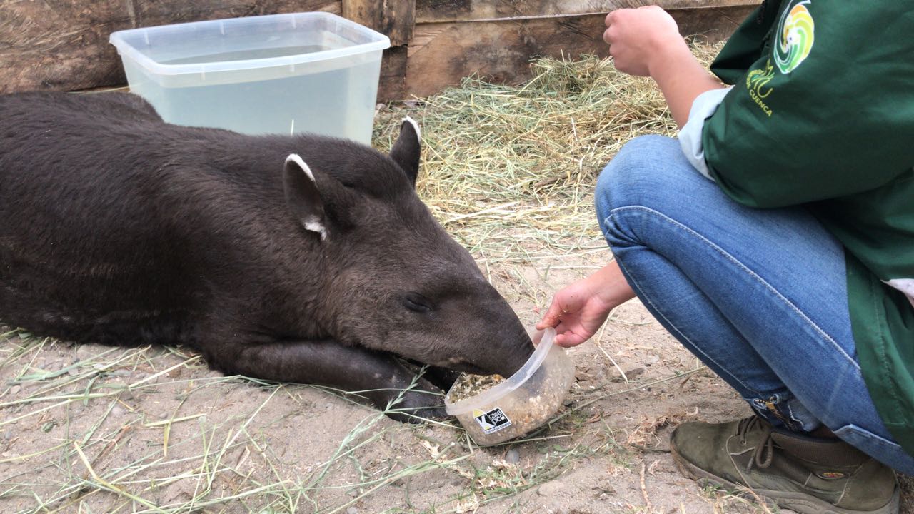APOYA A LOS ANIMALES SILVESTRES RESCATADOS POR AMARU