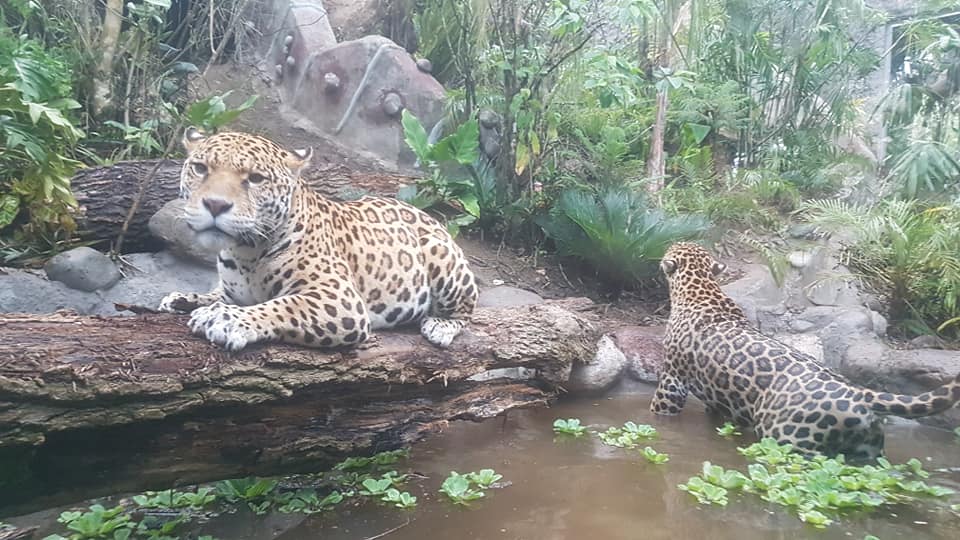 INAUGURACIÓN DE LA SELVA DE ARUTAM 