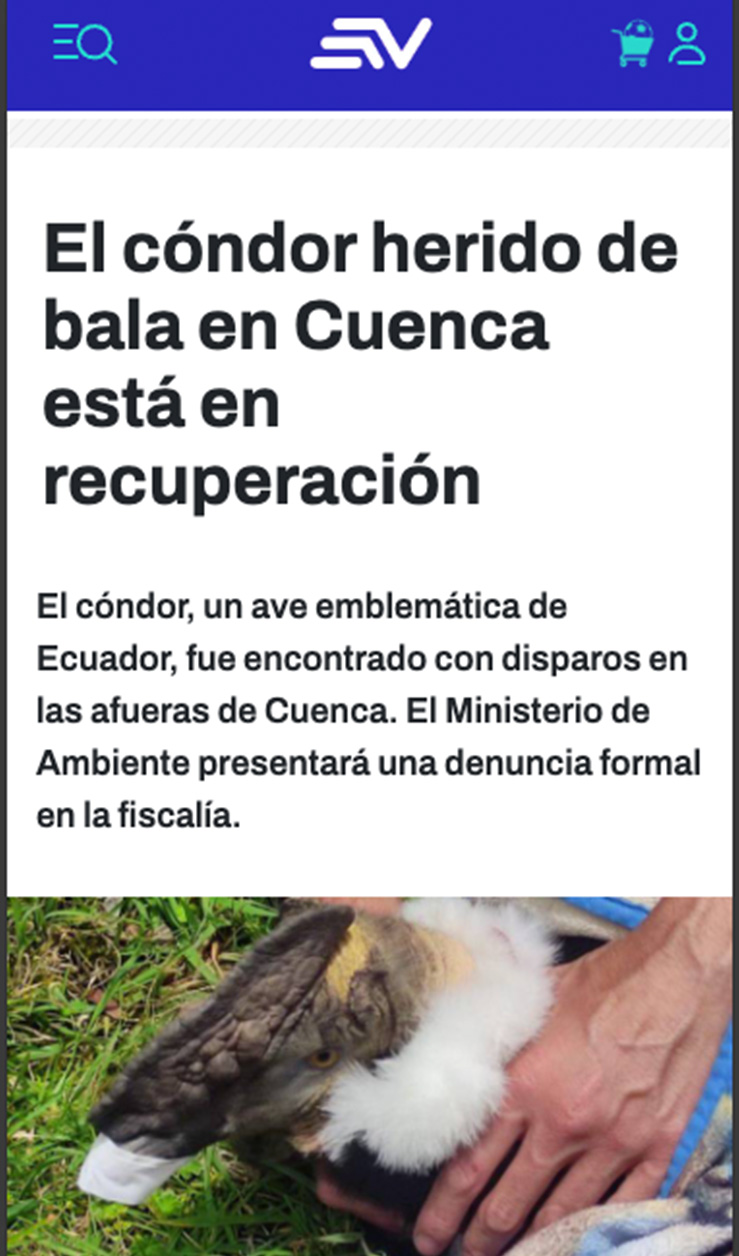 El cóndor herido de bala en Cuenca está en recuperación
