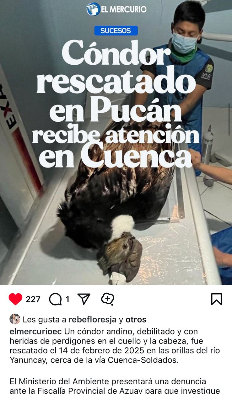 Luego de rescatarlo en las orillas del río Yanuncay, el cóndor está siendo atendido en Cuenca por especialistas