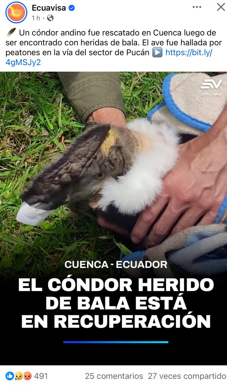 El cóndor herido de bala está en recuperación