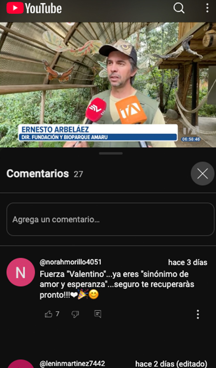 Un cóndor herido fue trasladado a un zoológico