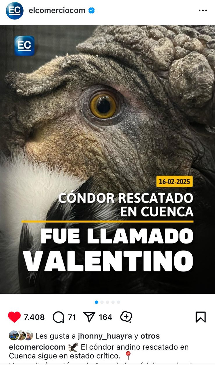 El cóndor andino rescatado en Cuenca fue llamado Valentino
