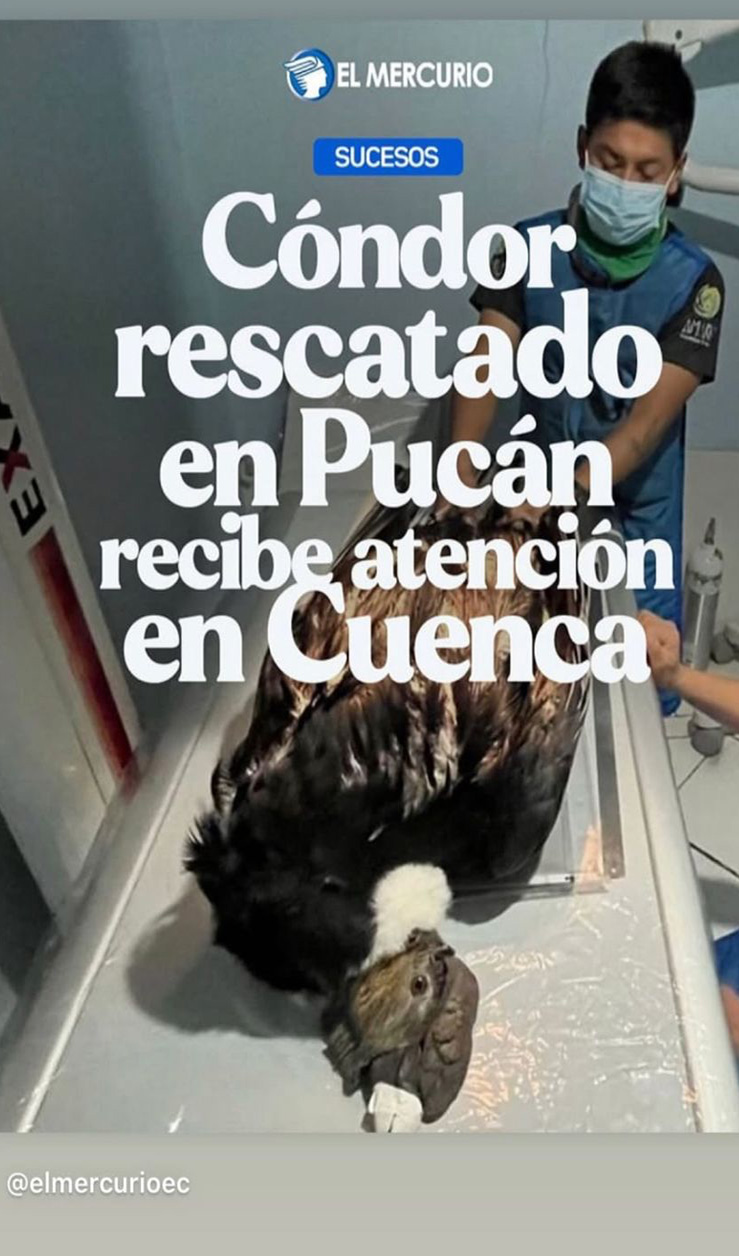 La atención está a cargo del equipo de veterinarios, biólogos y técnicos especialistas de las fundaciones Amaru y Cóndor