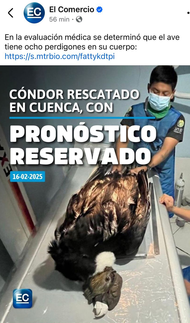 En la evaluación médica se determinó que el ave tiene ocho perdigones en su cuerpo