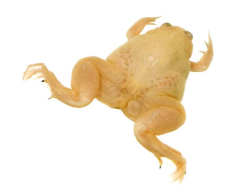 Rana africana de uñas