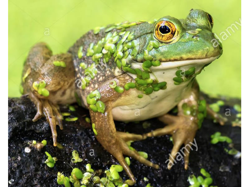 Rana toro americana