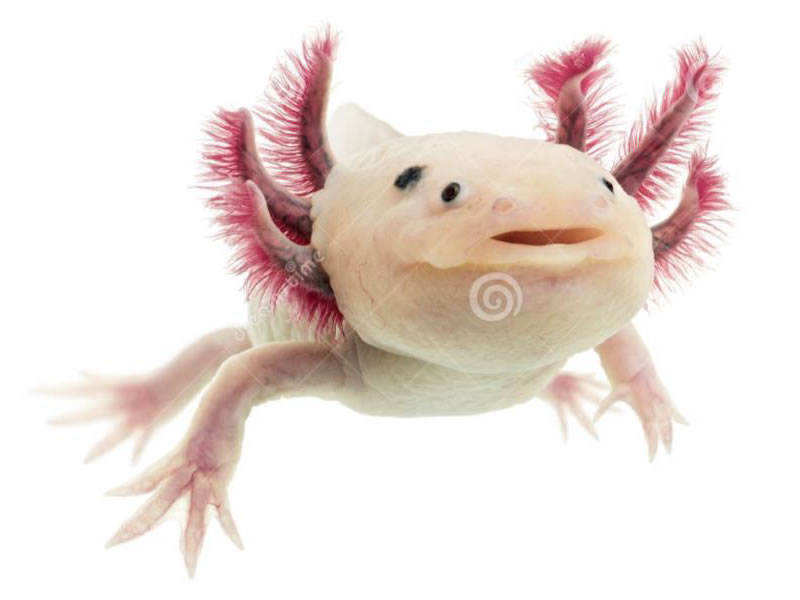 Ajolote