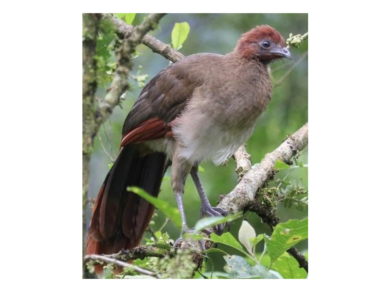 Chachalaca cabecirrufa