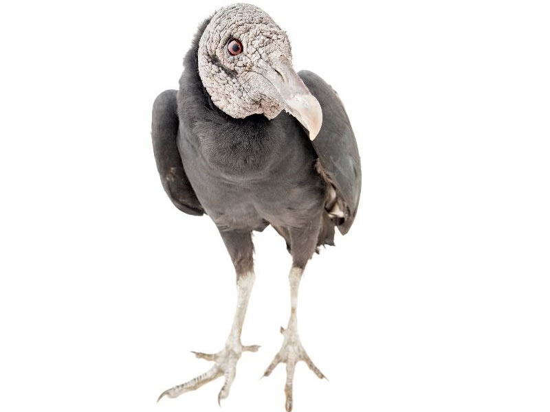 Gallinazo negro