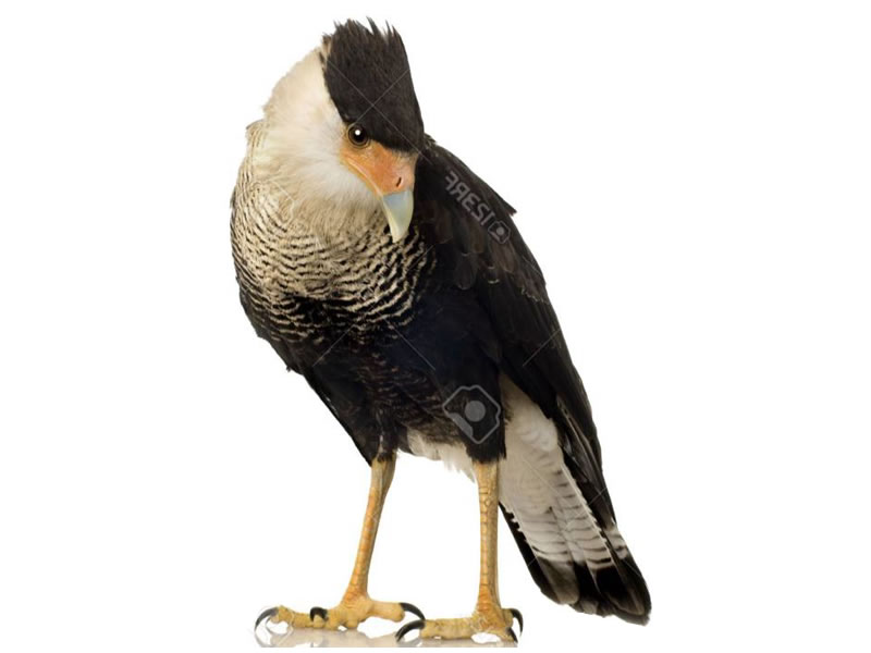 Caracara crestado norteño