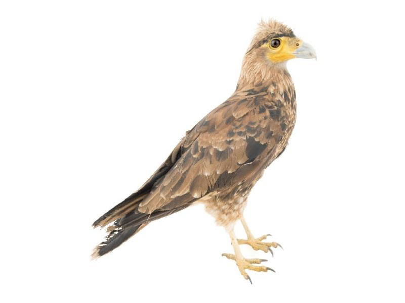 Caracara curiquingue