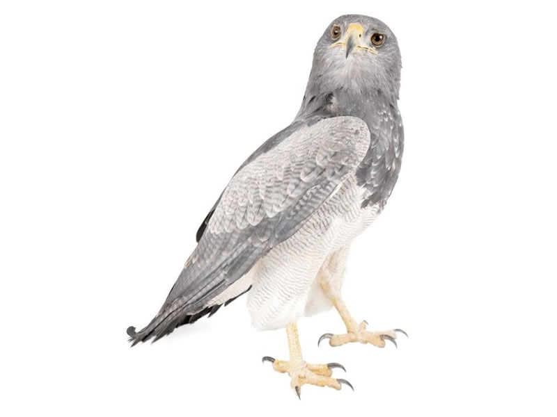 Águila pechinegra
